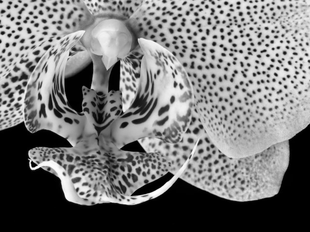 Black and white macro photograph of a spotted orchid flower with detailed petals and textures