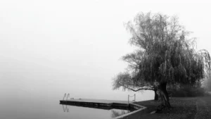 Black and white photo of a quiet lake with a pier and a willow tree on a foggy morning