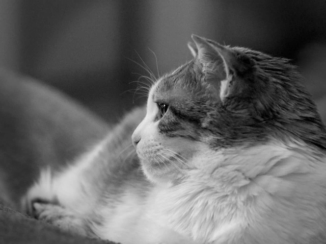 Black and white close up portrait of a relaxed cat lying on a soft surface, looking to the side