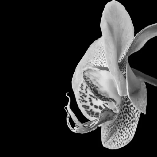 Black and white close-up of an orchid flower against a dark background.
